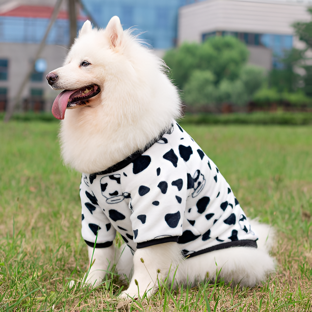 Why Pet Clothing Matters