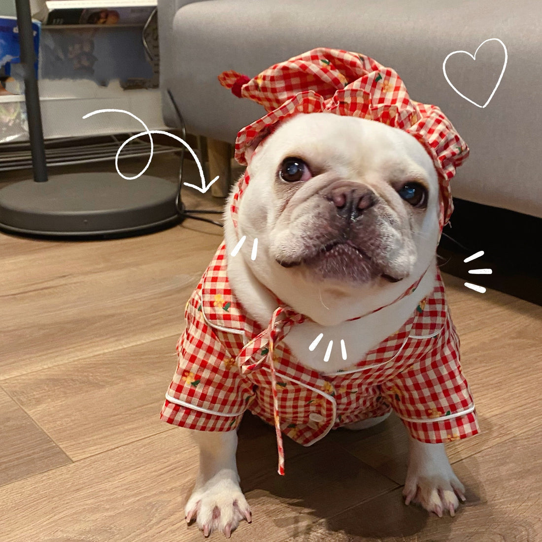 Clothes, Dogs Cats Favs Teddy