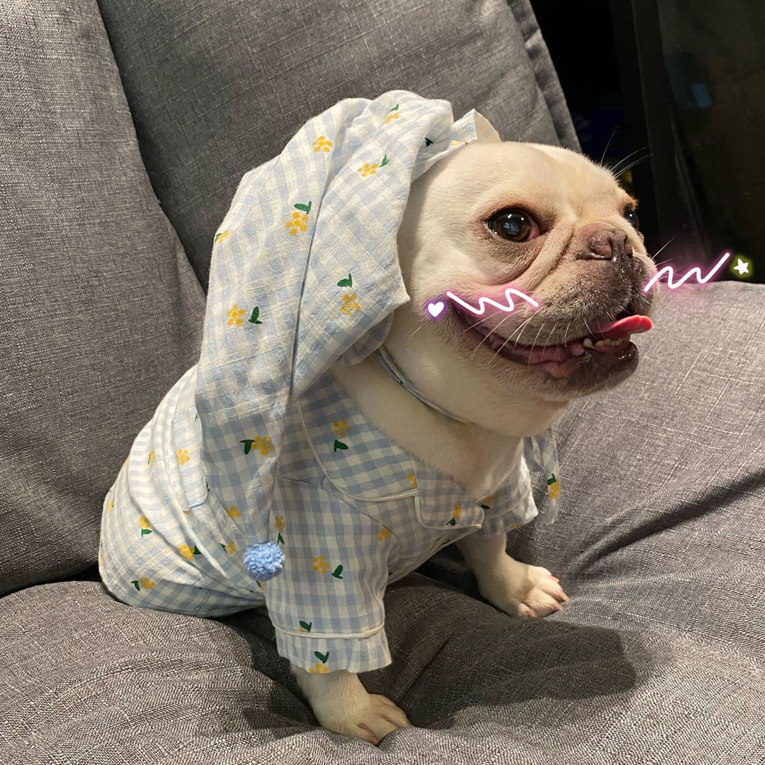 Clothes, Dogs Cats Favs Teddy